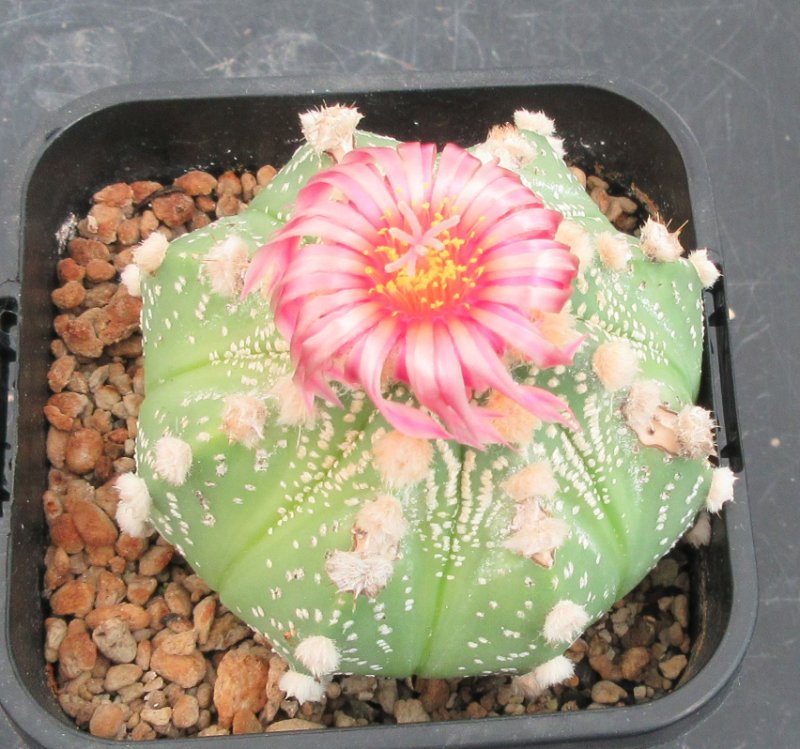 A. hybrid, capricorne x red flowering asteras