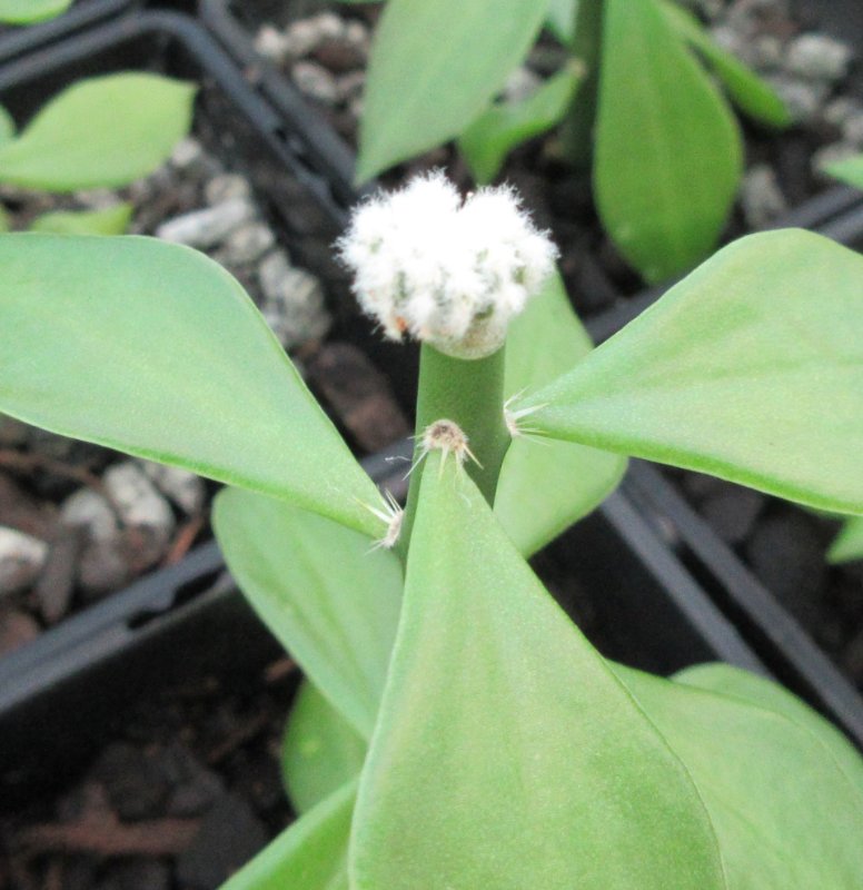 Grafted off-set, Aztekium hintonii