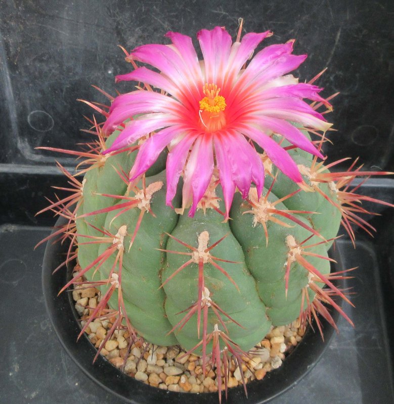 Thelocactus heterochromus