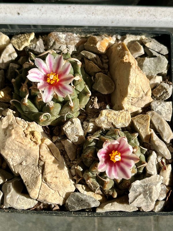 Turbinicarpus schmiedickeanus subs. andersonii.jpg