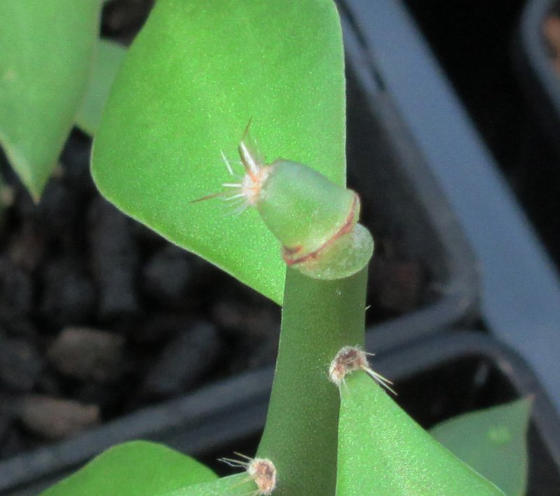 Grafted a tubercle of Pediocactus simpsonii v minor