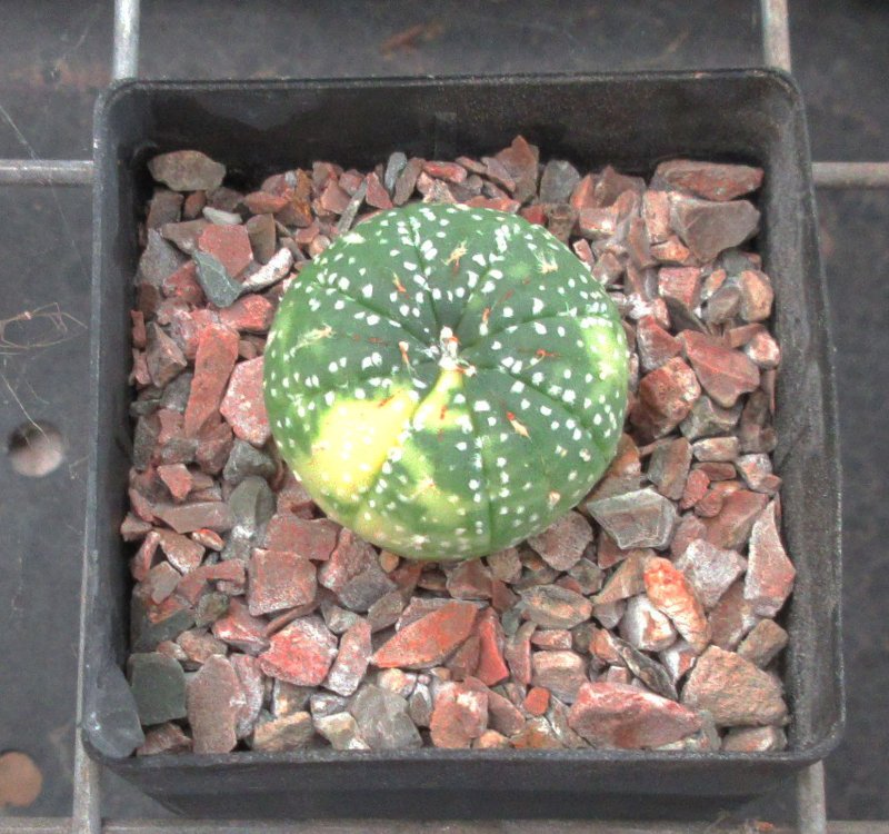 A. variegated asterias