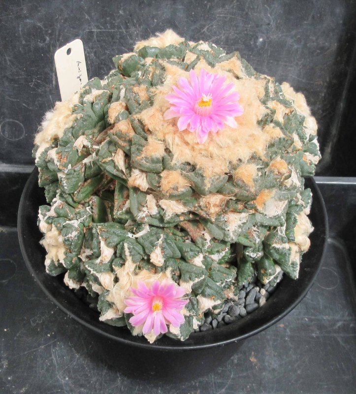 Ariocarpus fissuratus f Big Bend