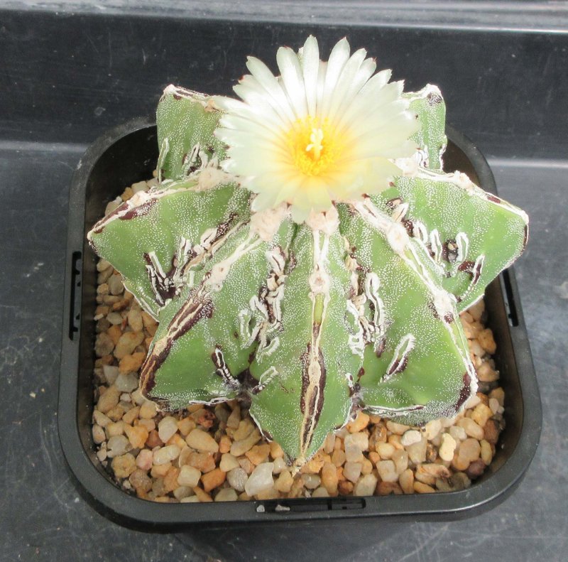 Astrophytum hybrid, hakujo fukuryu banjyaku