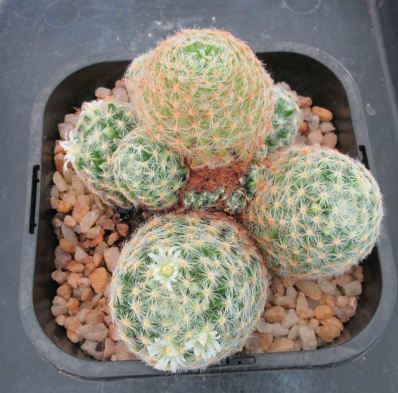 Mammillaria schiedeana ?