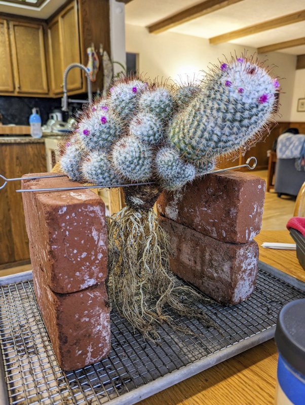 Mammillaria-bombycinia.jpg