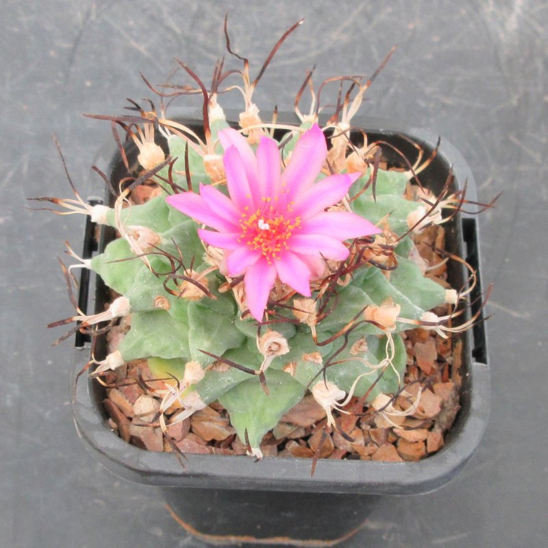 T. alonsoi