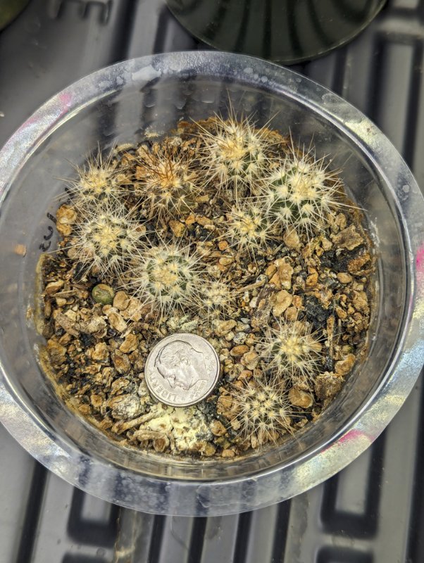Echinocactus-polycephalus-seedlings-2.jpg
