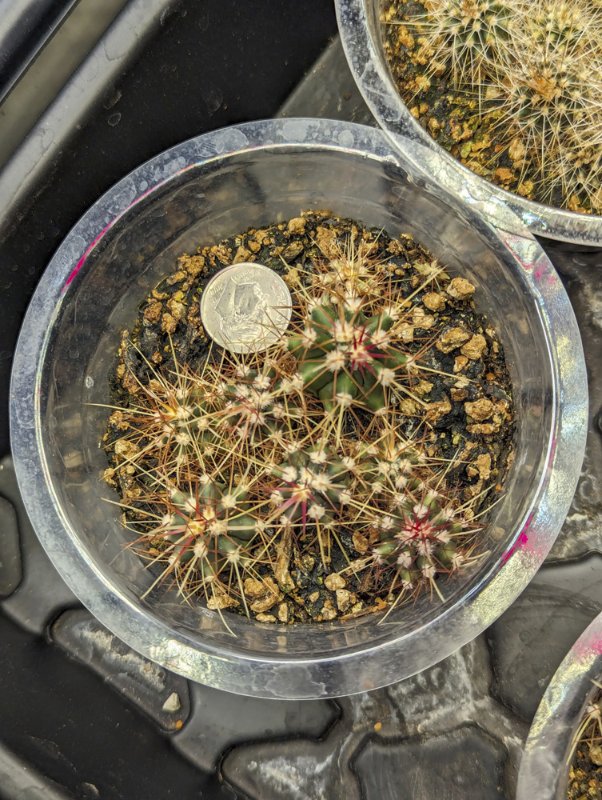 Ferocactus-wislizenii-seedlings.jpg