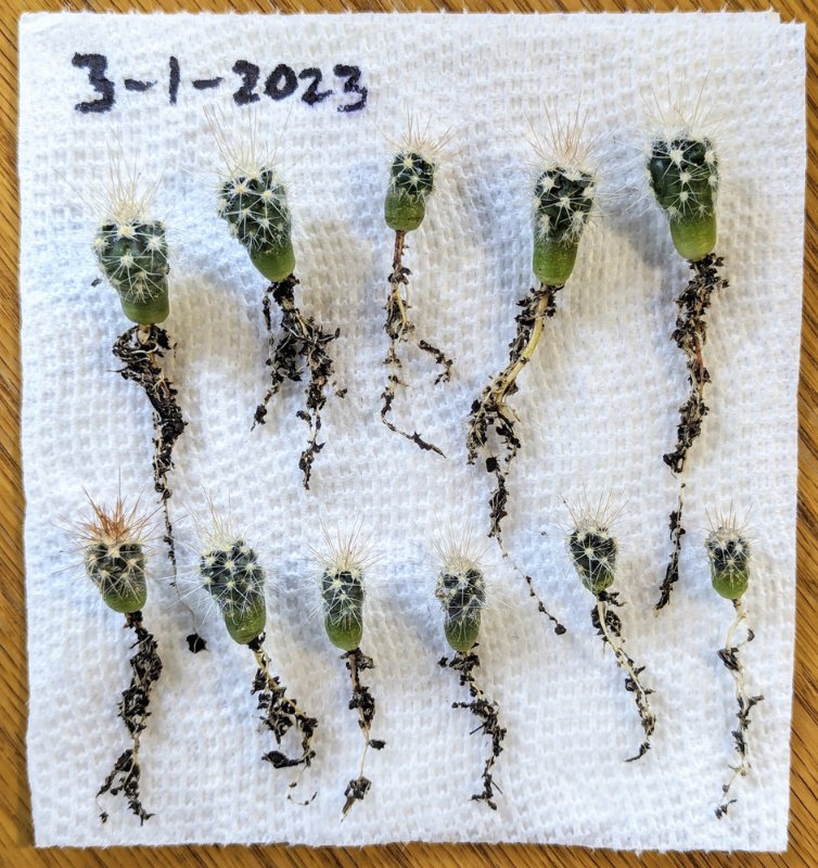 E-poly-seedlings.jpg