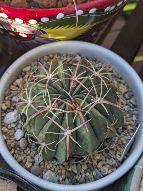 Ferocactus-macrodiscus.jpg