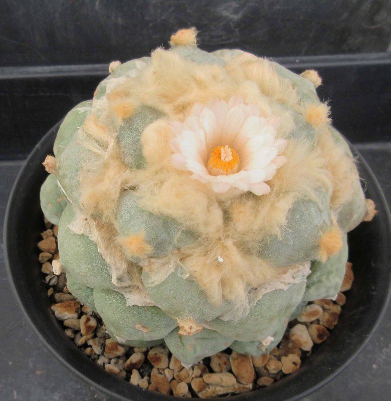 A. retusus v furfuraceus cv Daruma Seiji