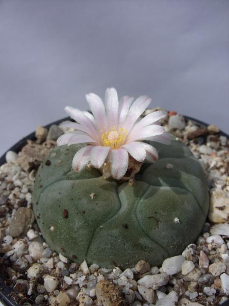 lophophora williamsii 160812.JPG