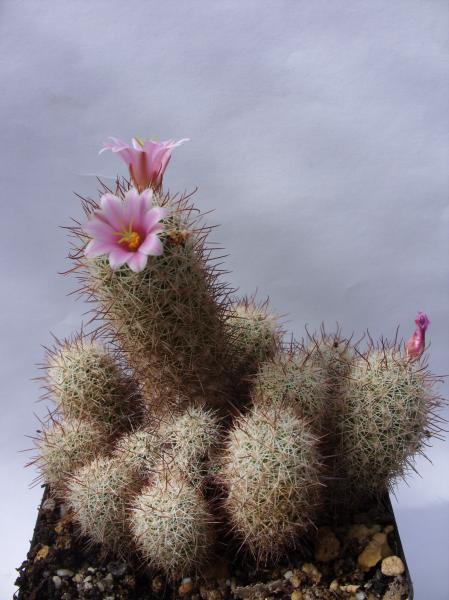 mammillaria capensis 160812.JPG