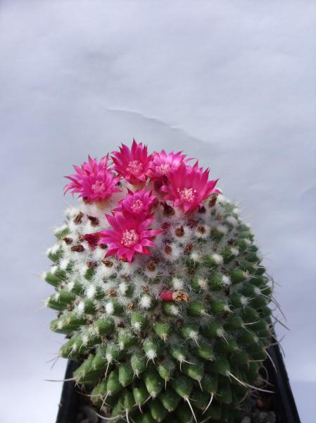 mammillaria polythele 160812.JPG