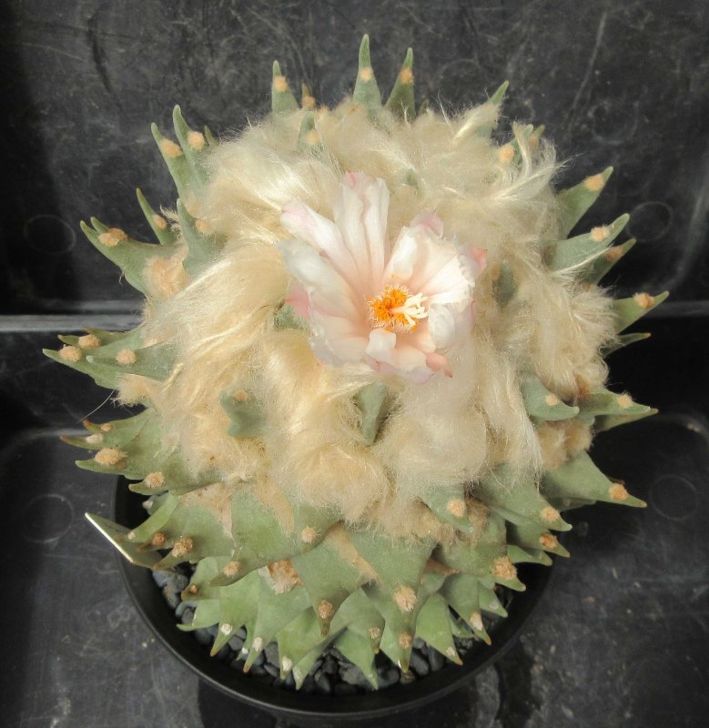 A. retusus