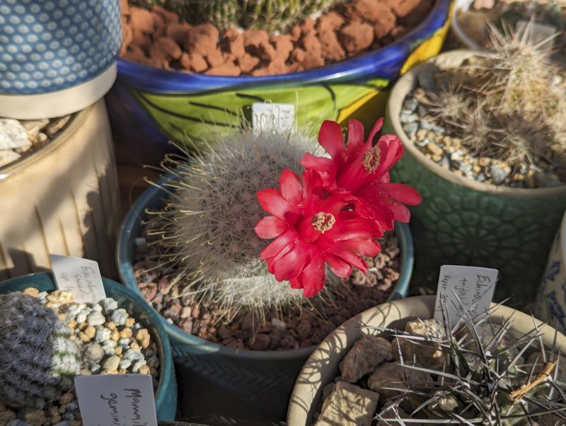 Mammillaria-senilis-flowers.jpg