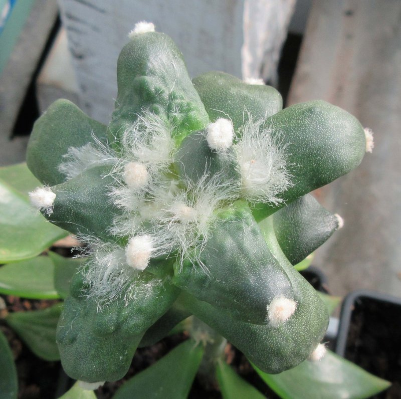 A. retusus v furfuraceus cv Suguri cauliflwer