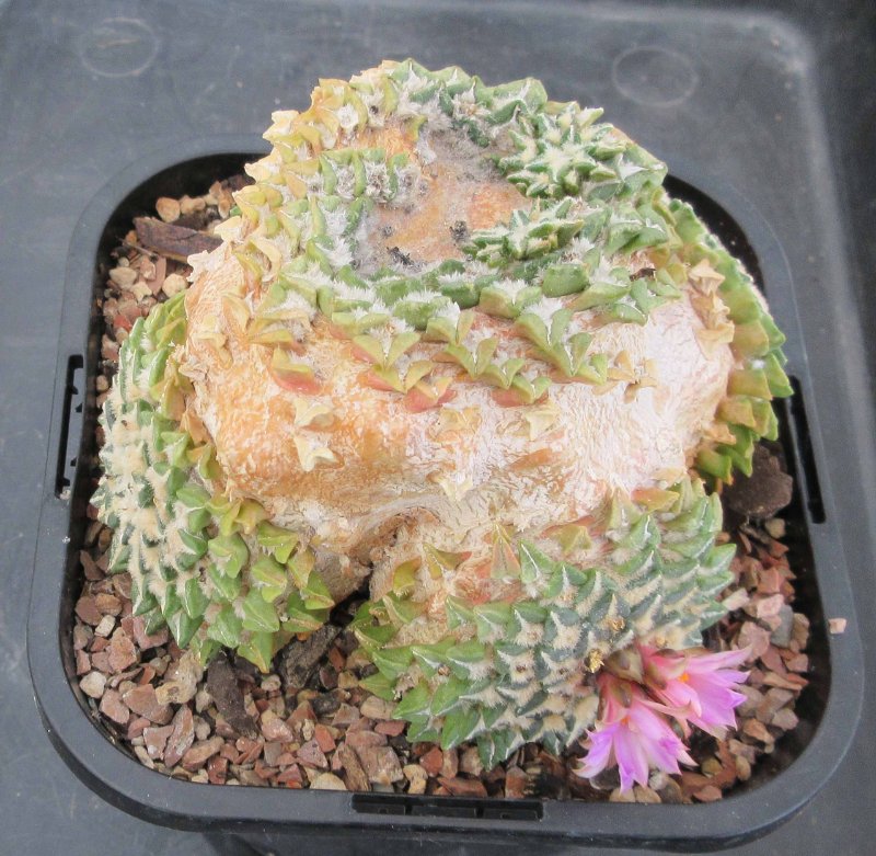 A. kotschoubeyanus f Rio Verde