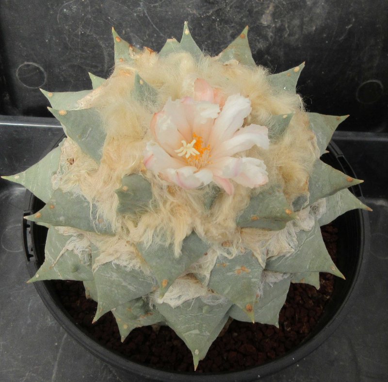 A. retusus