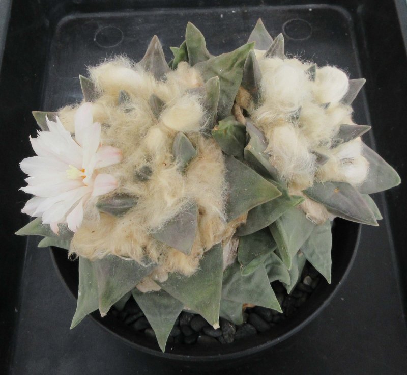 A. retusus