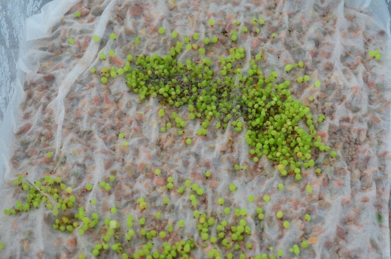 Seedlings of Strombocactus disciformis, just after the germination