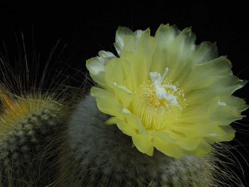 Notocactus lenighausii 2012 August17-1.jpg