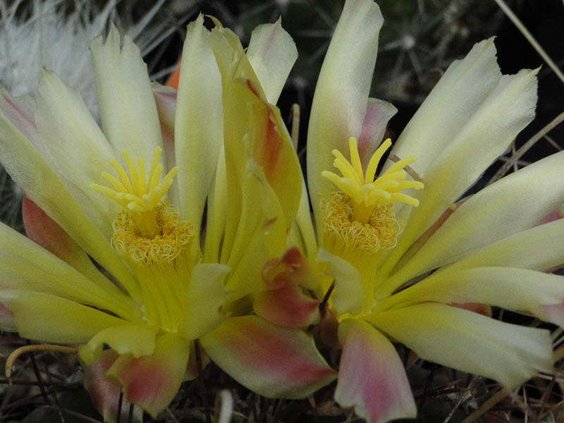 Hamatocactus hamatacanthus 2012 August18-2.jpg