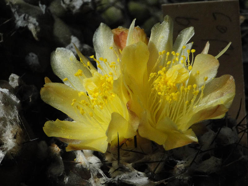 Copiapoa barquitensis exHH 2012 Juli12-4.jpg