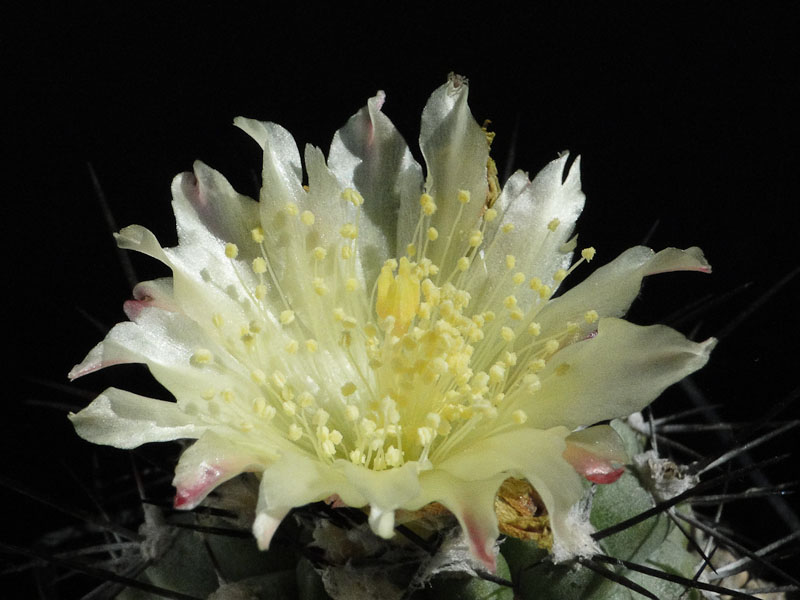 Copiapoa humilis aff. (spec. Croston) 2012 August12-4.jpg