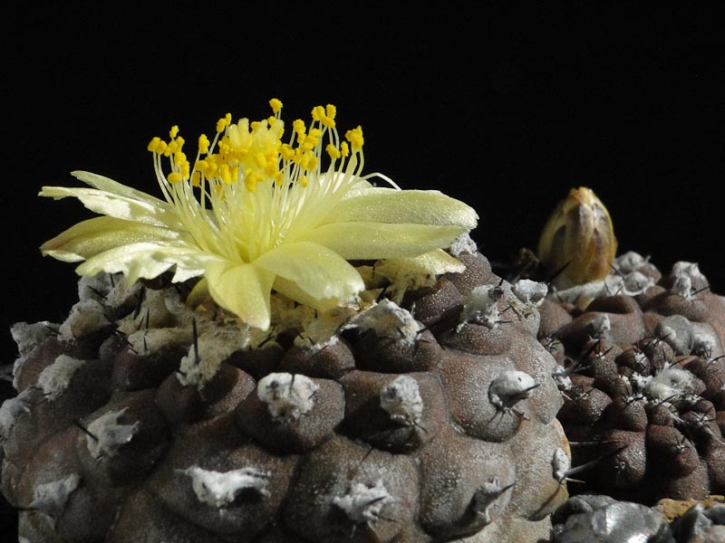 Copiapoa hypogaea 2012 August14-3.jpg