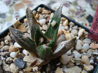 Ariocarpus bravoanus