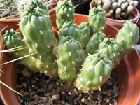 Austrocylindropuntia floccosa