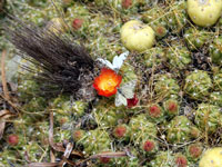 Austrocylindropuntia floccosa