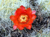 Austrocylindropuntia floccosa