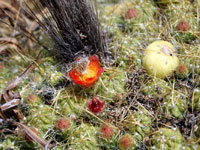 Austrocylindropuntia floccosa