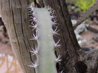 Acanthocereus occidentalis