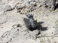 Austrocactus patagonicus