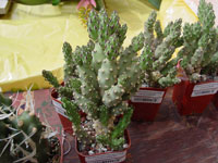 Austrocylindropuntia verschaffeltii