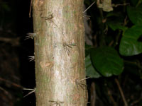 Brasiliopuntia brasiliensis