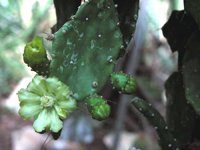 Brasiliopuntia brasiliensis