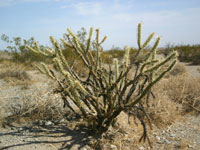 Cylindropuntia acanthocarpa