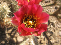 Cylindropuntia acanthocarpa