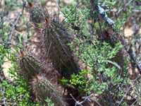 Cleistocactus baumannii