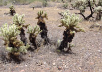 Cylindropuntia bigelovii