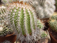 Copiapoa bridgesii