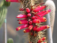 Cleistocactus candelilla