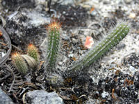 corryocactus chachapoyensis