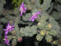 Cylindropuntia cholla