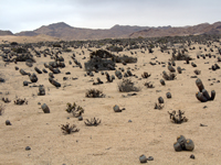 Copiapoa cinerea